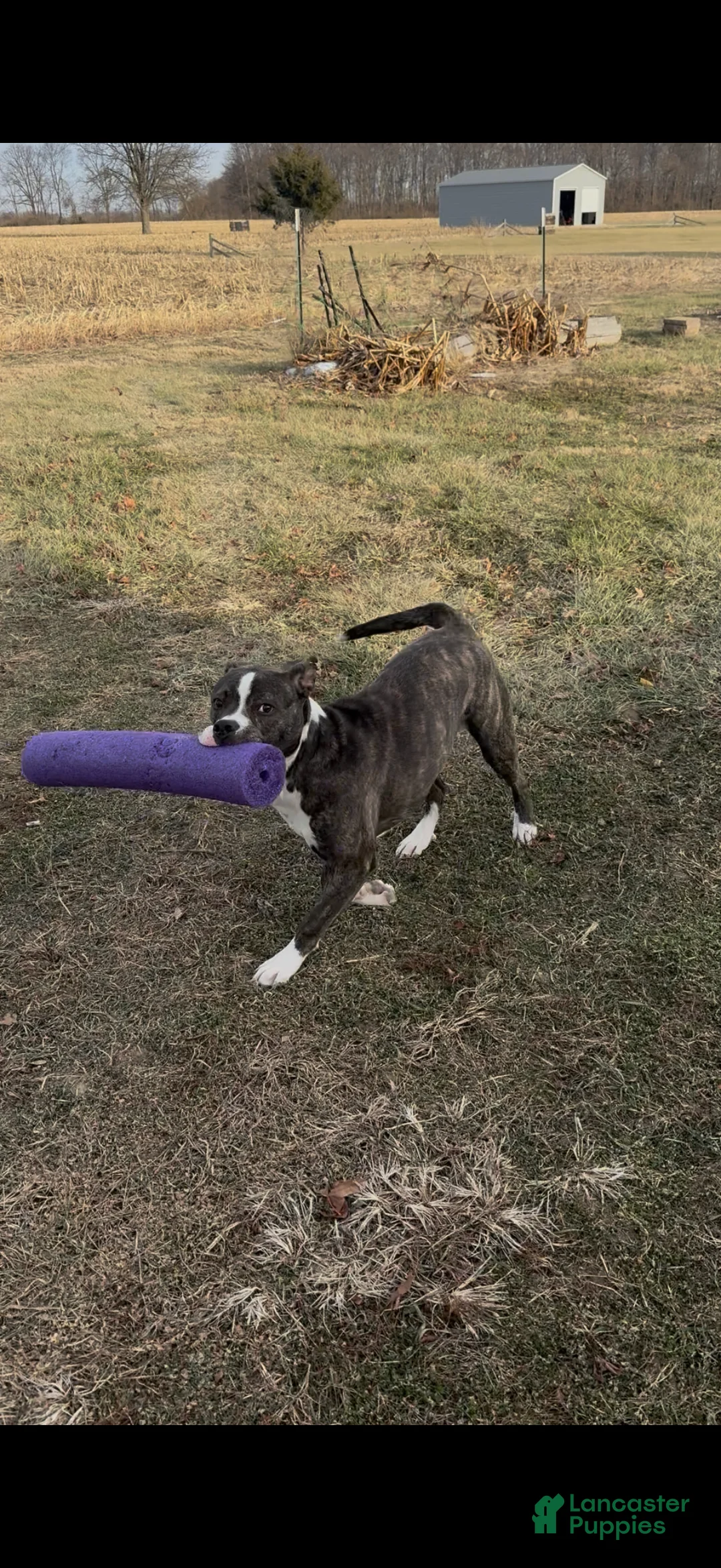 Mixed Breed dogs for sale: Johnna  - Ad 14