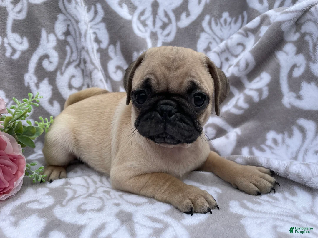 Pug dogs for sale: Roger - Ad 2