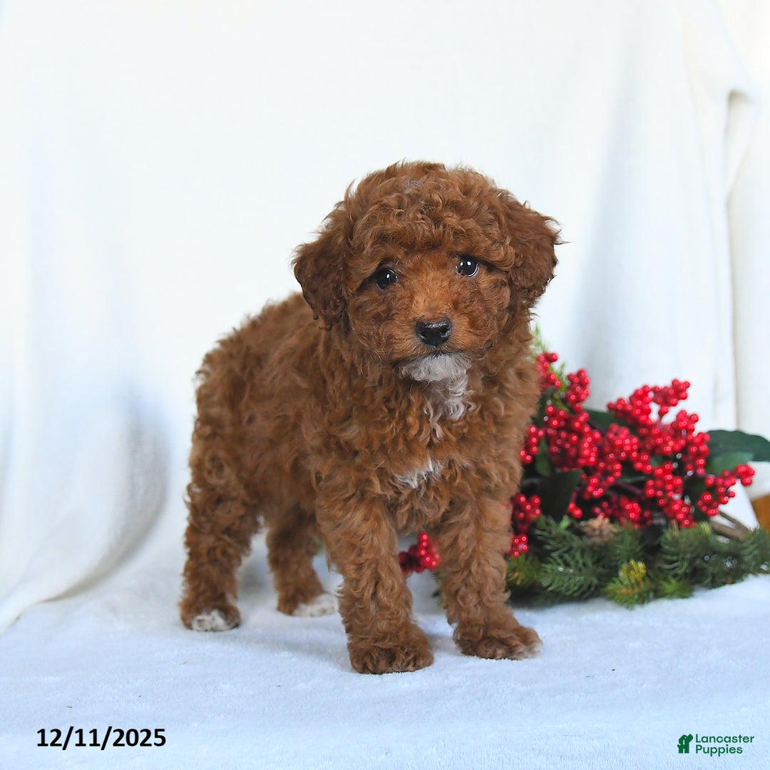 Toy Poodle dogs for sale: Vicky - Ad 5