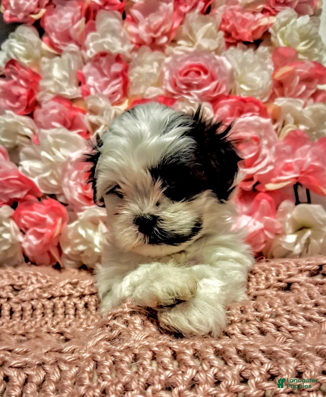 Shih Tzu dogs for sale: Joker  - Ad 2