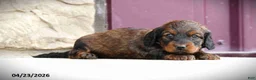 Miniature Dachshund dogs for sale: Casey - Ad 4