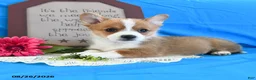 Welsh Corgi Pembroke dogs for sale: Carmen - Ad 5