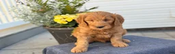 Goldendoodle dogs for sale: Turner - Ad 3