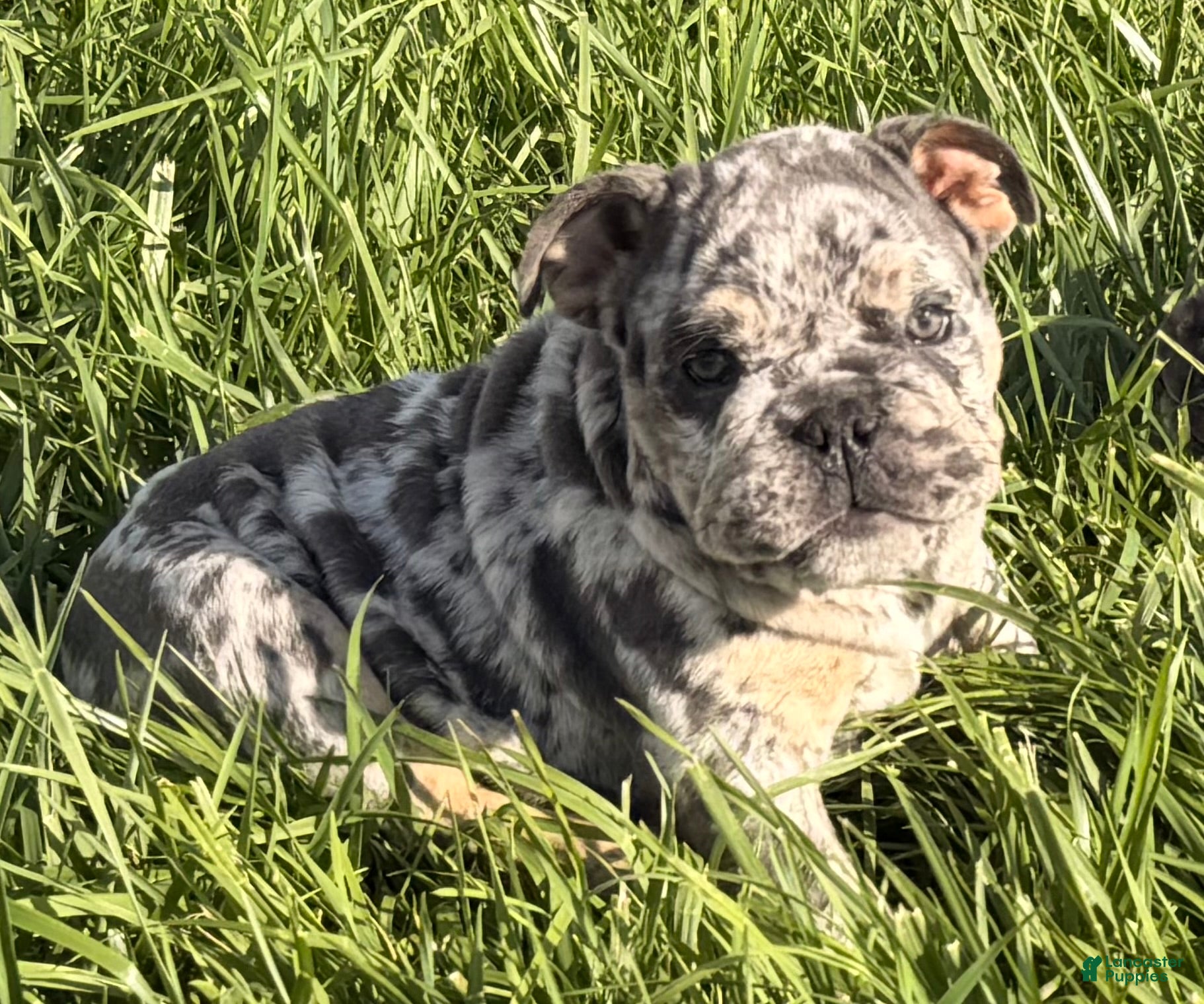 English Bulldog dogs English Bulldog Puppy 4 - Ad 2