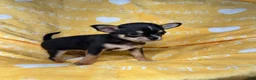 Chihuahua dogs for sale: Tiny Apollo Short Coat Tri - Ad 3