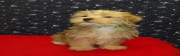 Morkie dogs for sale:  Fernando - Ad 3
