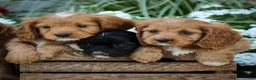 Cavapoo dogs for sale: Donna  - Ad 5