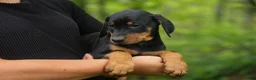 Doberman Pinscher dogs for sale:  Delta (Black Rust) 🖤🐾 - Ad 17