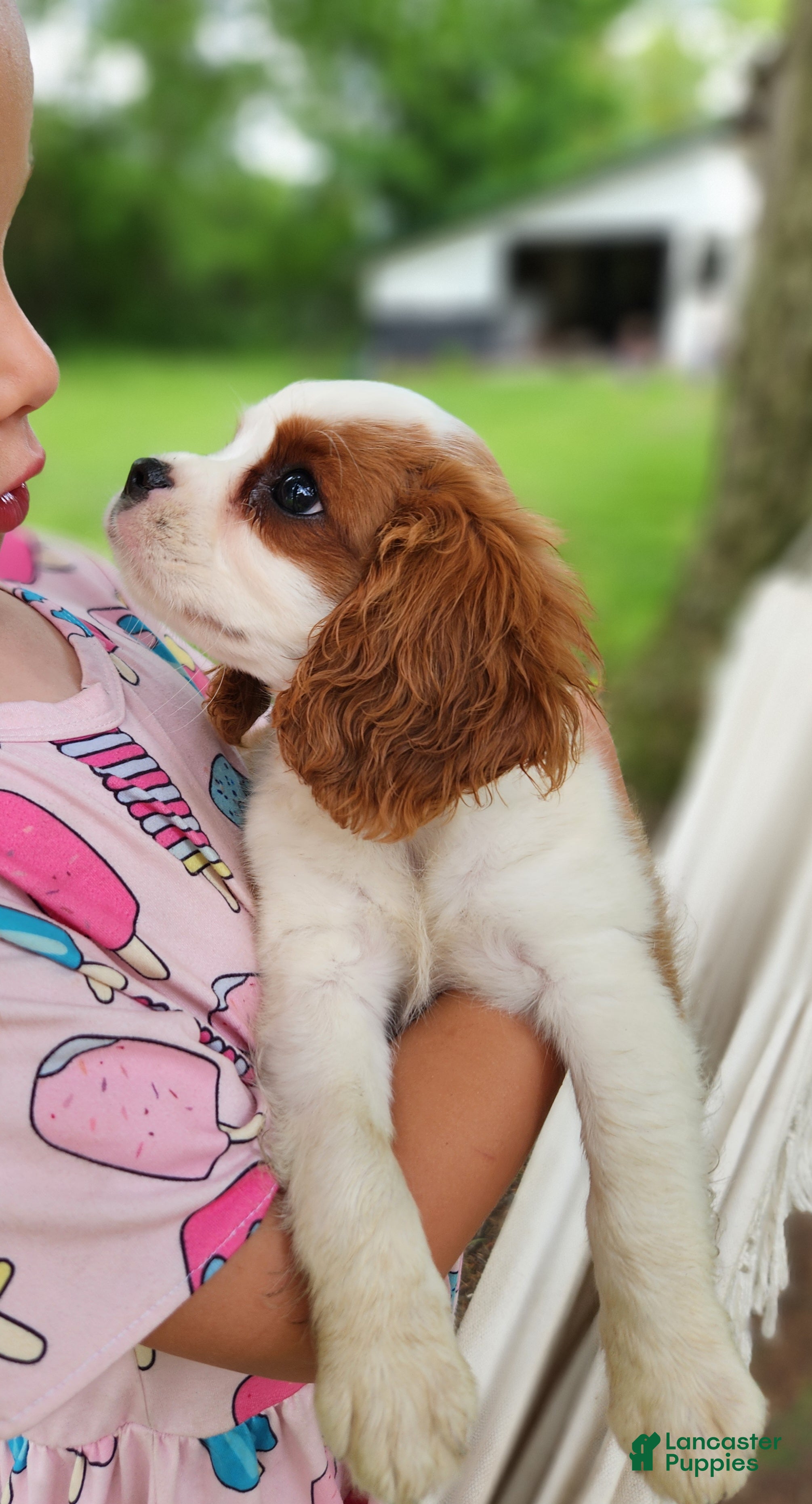 Cavalier King Charles Spaniel dogs Vance - Ad 2