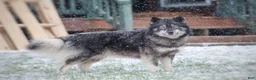 Siberian Husky dogs for sale: Salem "Wolf" Markings  - Ad 5