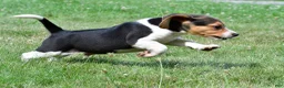 Beagle dogs for sale: Diesel - Ad 5
