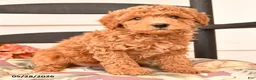 Miniature Poodle dogs for sale: Jesse - Ad 3