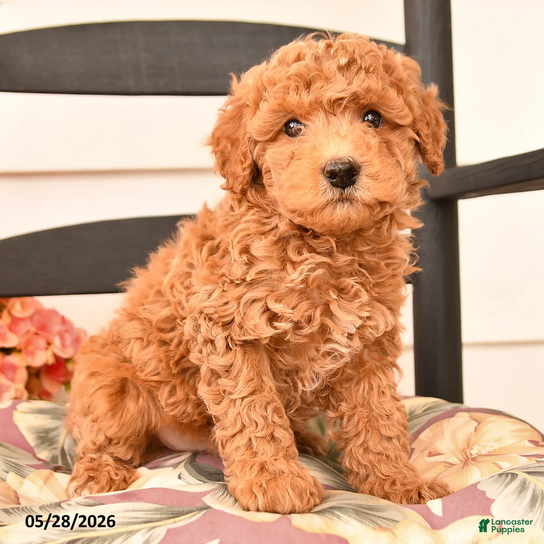 Miniature Poodle dogs for sale: Jesse - Ad 3