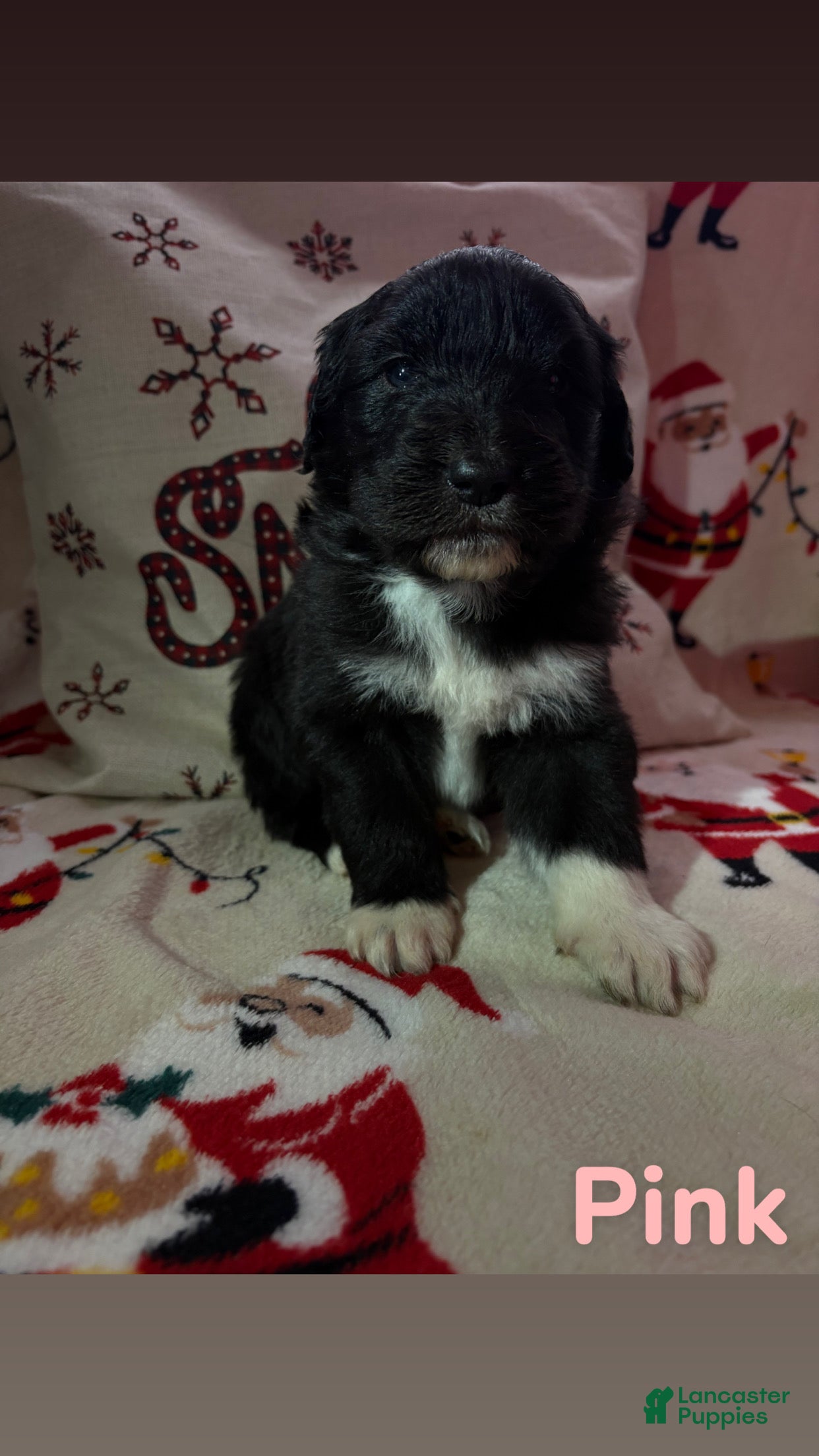 Sheepadoodle dogs Stella - Ad 20