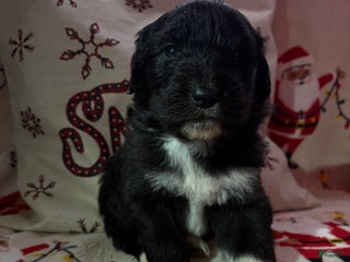 Sheepadoodle dogs Stella - Ad 38