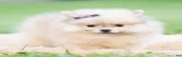 Pomeranian dogs for sale: Josephine - Ad 3