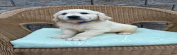 Golden Retriever dogs for sale: Gunner - Ad 7