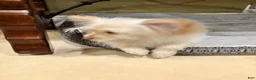 Mixed Breed dogs for sale: Mixed Breed Puppy 1 - Ad 2
