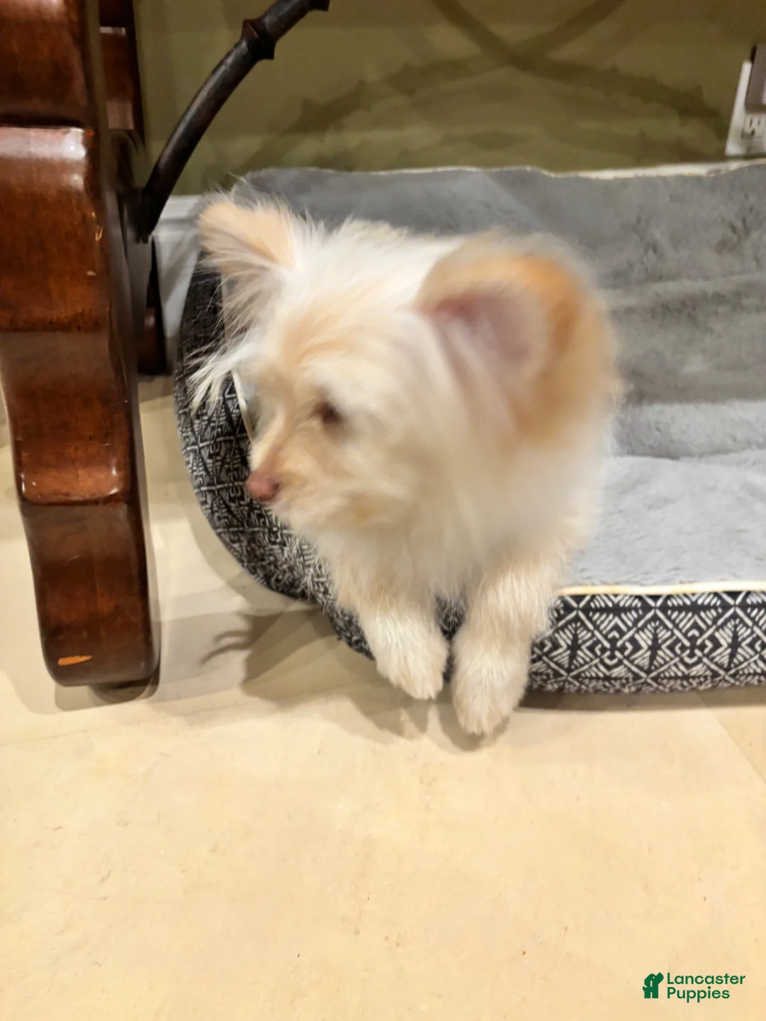 Mixed Breed dogs for sale: Mixed Breed Puppy 1 - Ad 2