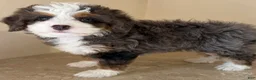 Mini Bernedoodle dogs for sale: 🧡IN BOSTON MASSACHUETTS AREA🧡TINY BLUE MERLE TRI COLOR🧡MINI BERNEDOODLE🧡 - Ad 3