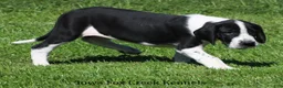 Great Dane dogs for sale: Great Dane 3 - Ad 9