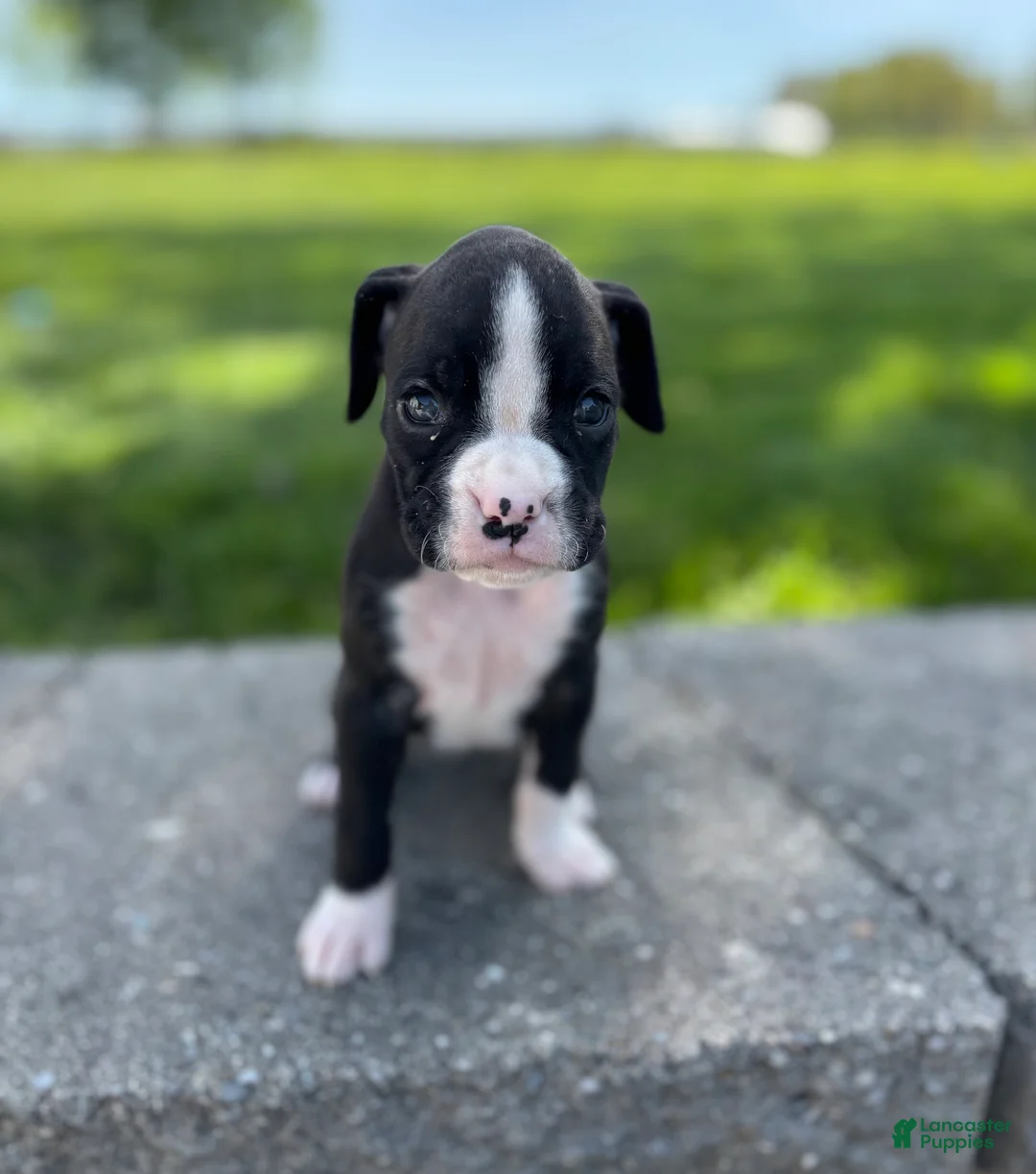 Boxer dogs for sale: April - Ad 2