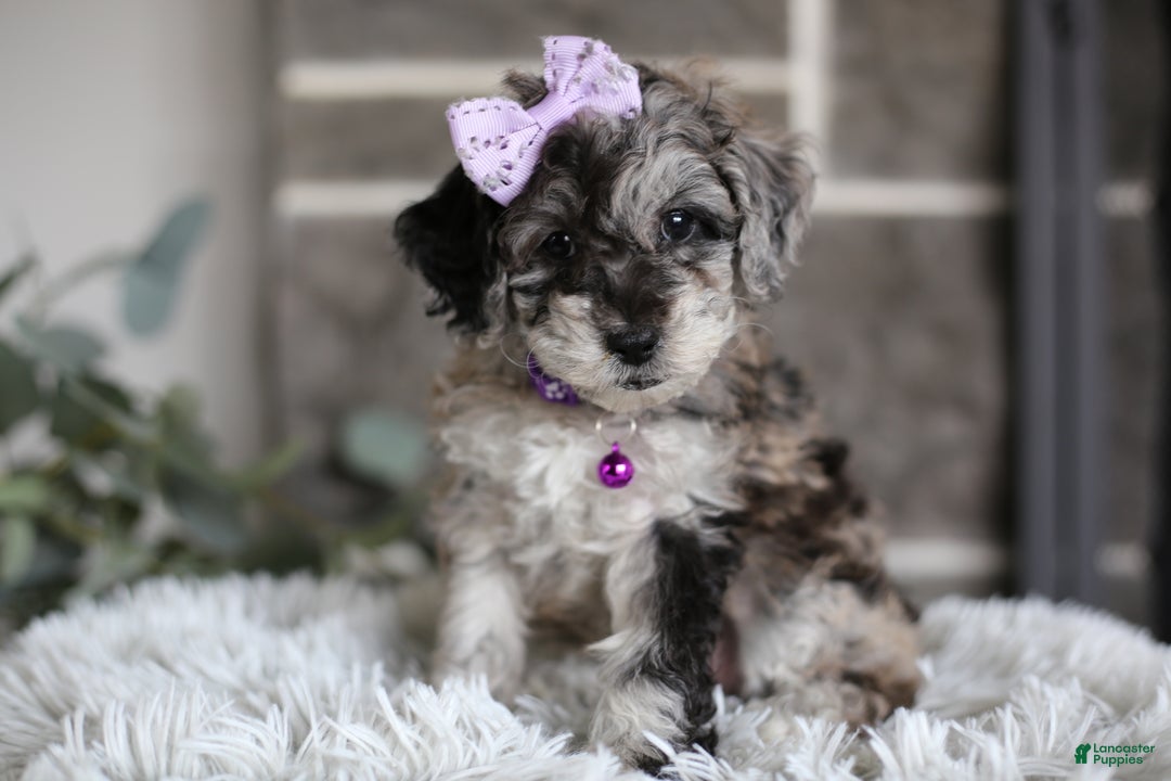 Miniature Poodle dogs for sale: Evie - Ad 8