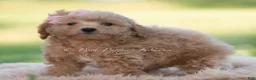 Mini Goldendoodle dogs for sale: nova - Ad 2