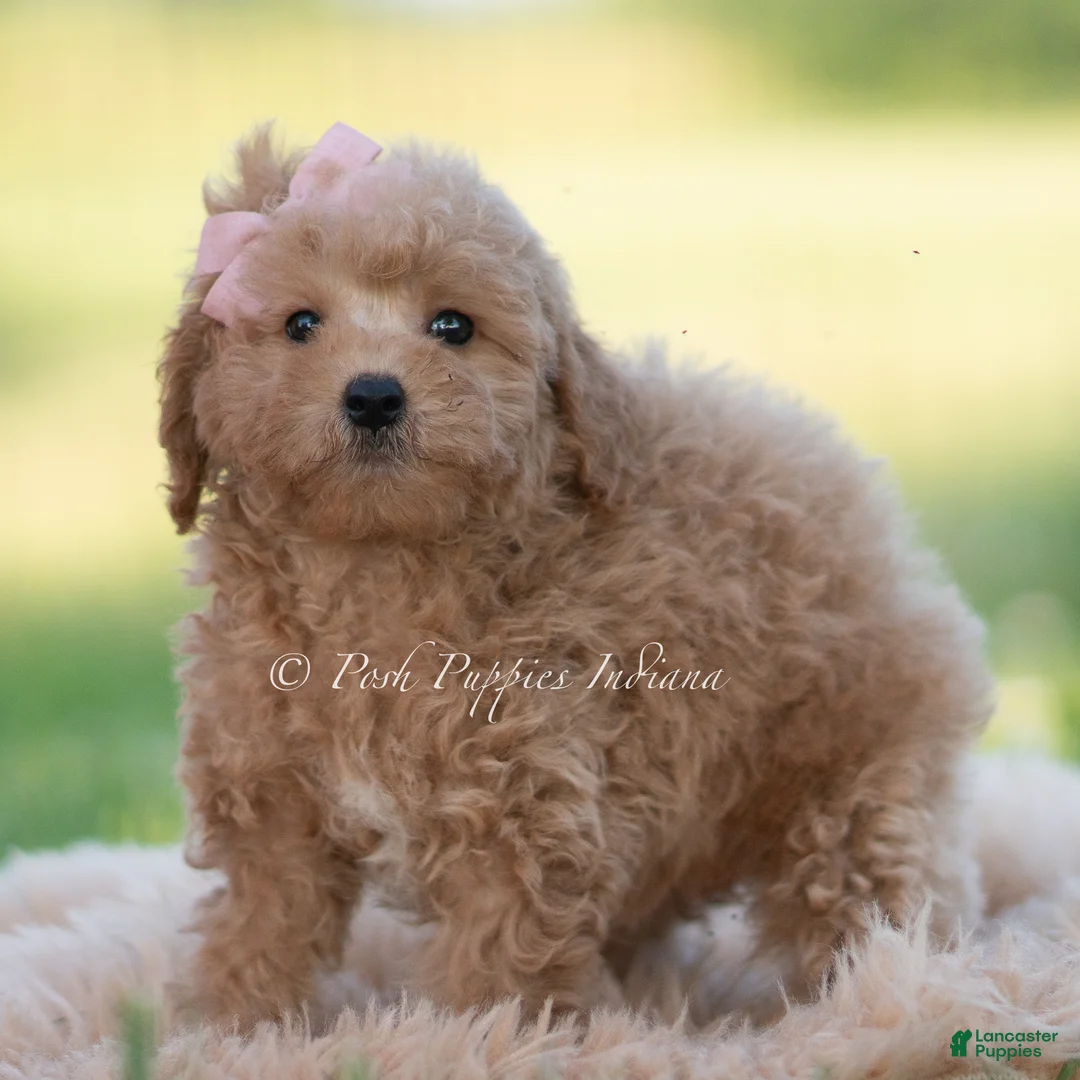 Mini Goldendoodle dogs for sale: nova - Ad 2