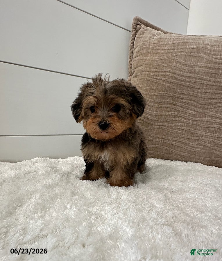 Yorkiepoo dogs Bandit - Ad 1