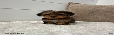 Bandit