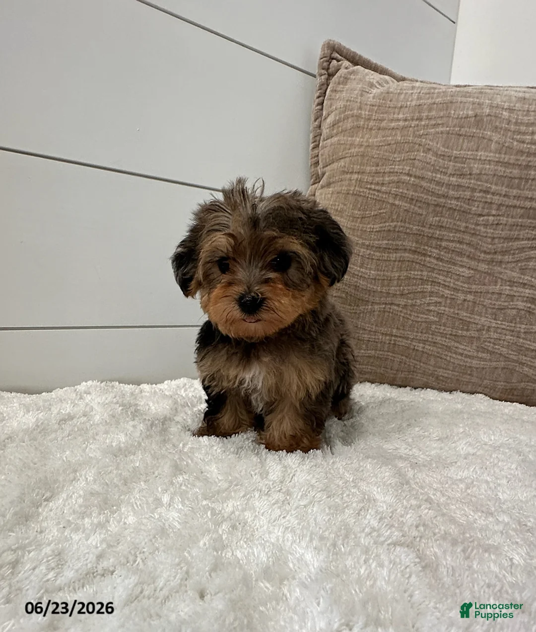Yorkiepoo dogs for sale: Bandit - Ad 1
