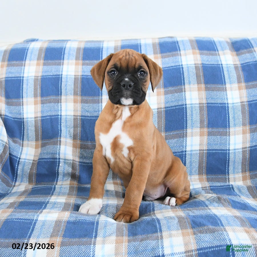 Boxer dogs Chuckles - Ad 1