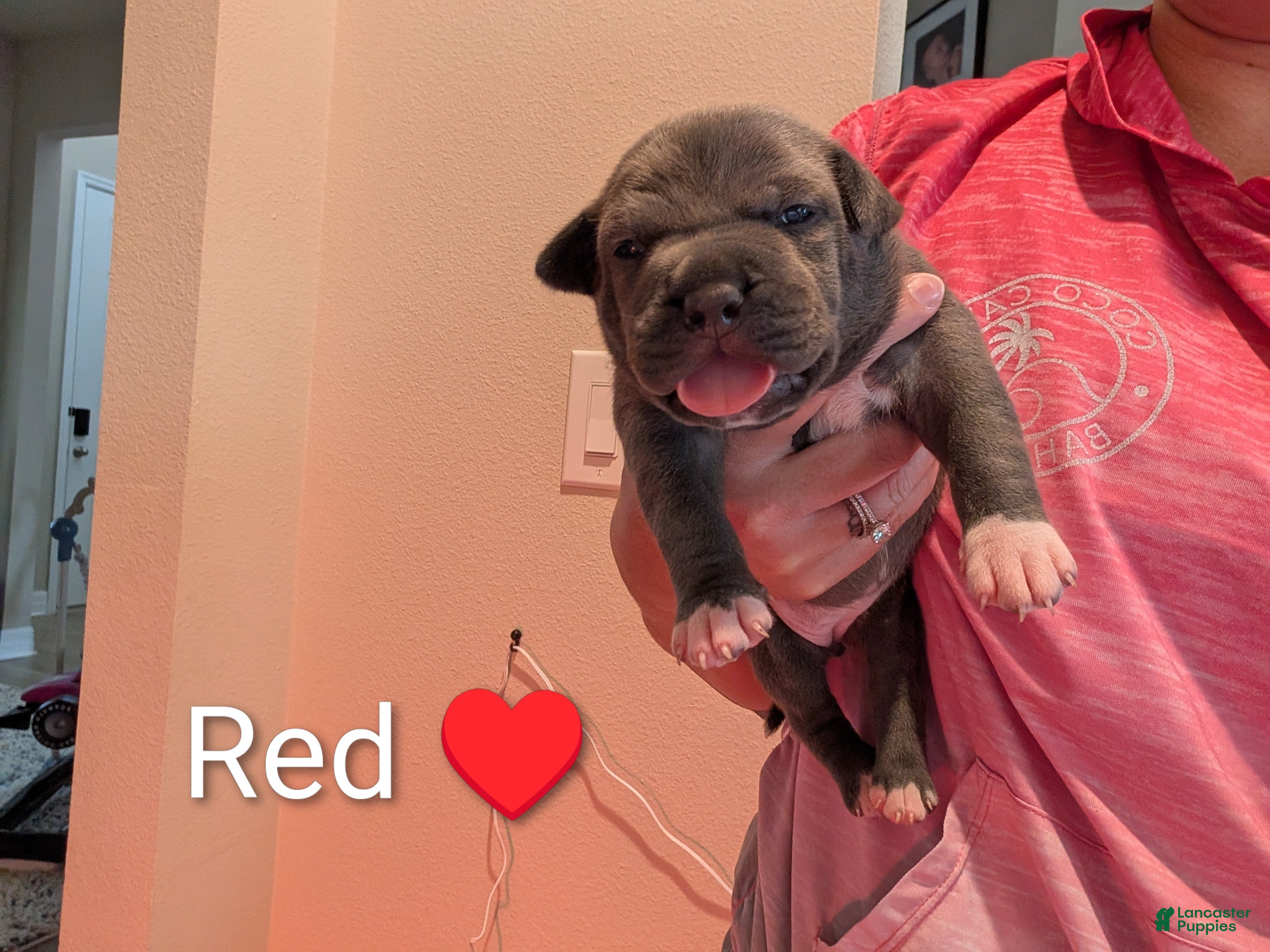 American Bully dogs American Bully 7 - Ad 2
