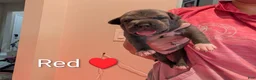 American Bully dogs for sale: American Bully 7 - Ad 2