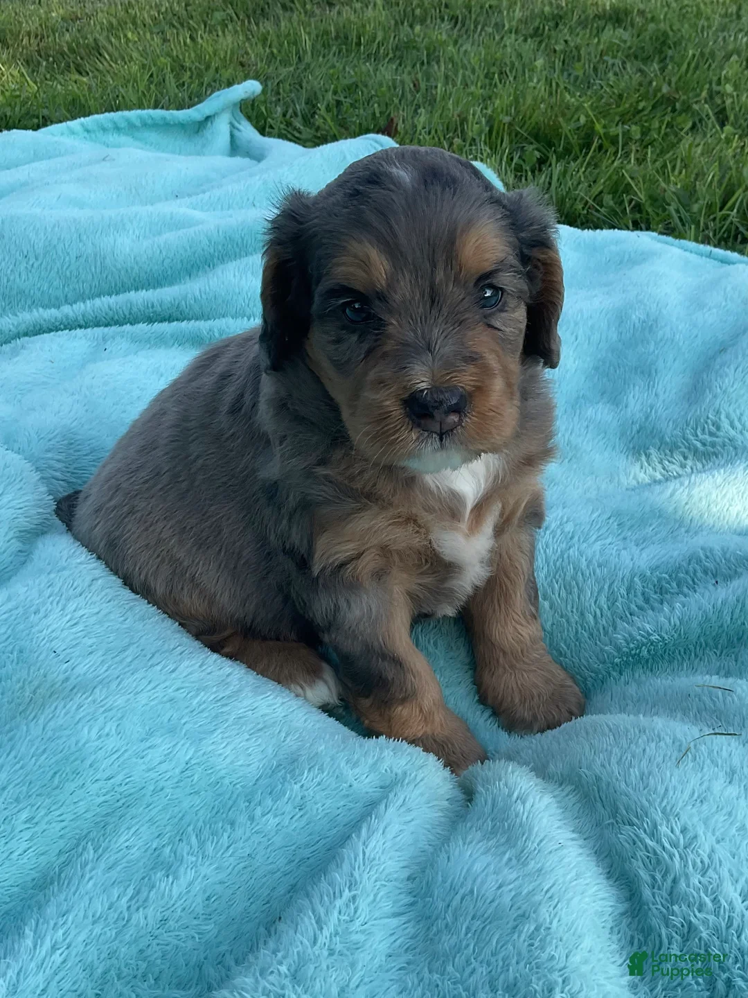 Mini Bernedoodle dogs for sale: Jasper - Ad 1