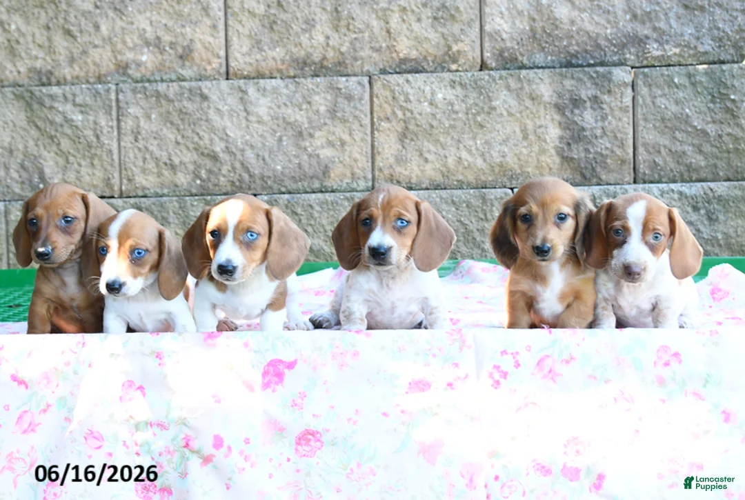 Miniature Dachshund dogs for sale: Whisper - Ad 3