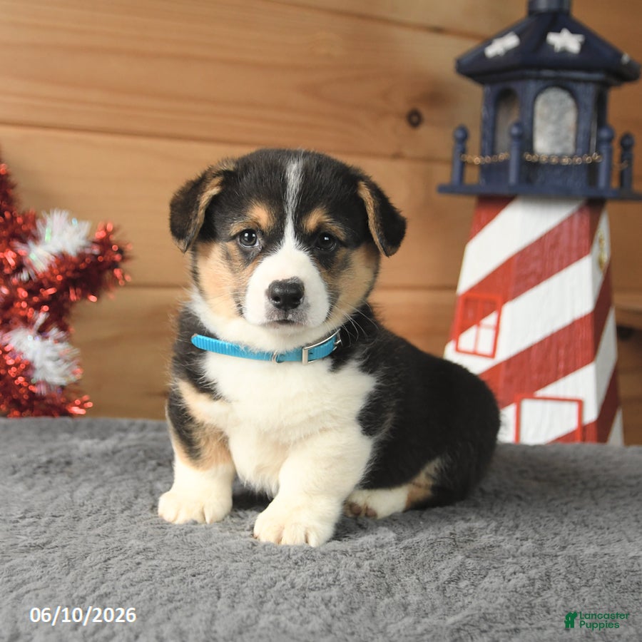 Welsh Corgi Pembroke dogs George Washington - Ad 1