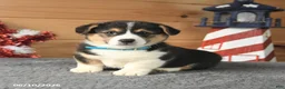 Welsh Corgi Pembroke dogs for sale: George Washington - Ad 1