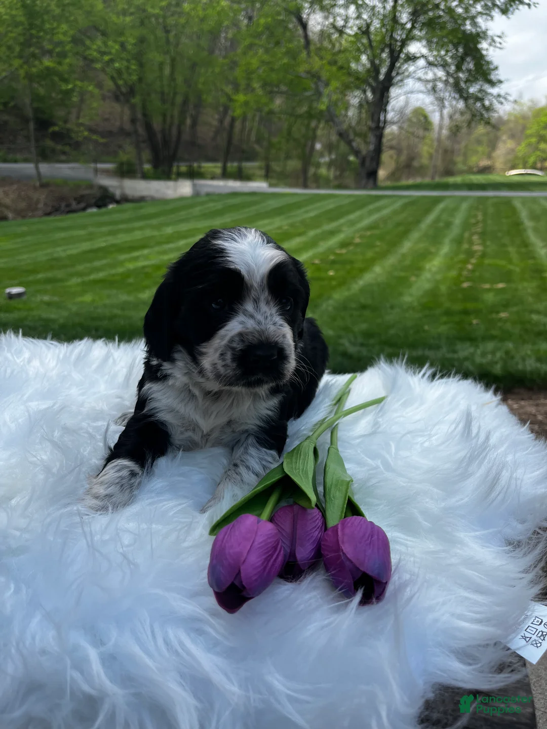 English Springer Spaniel dogs for sale: Pansy - Ad 1