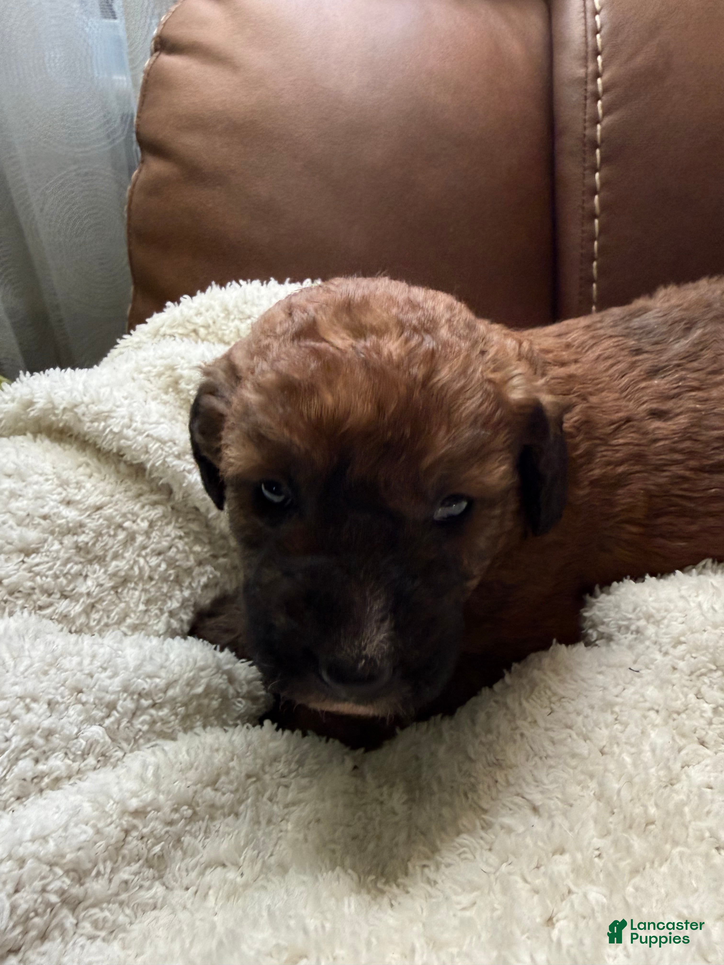 Mixed Breed dogs Brownie - Ad 8