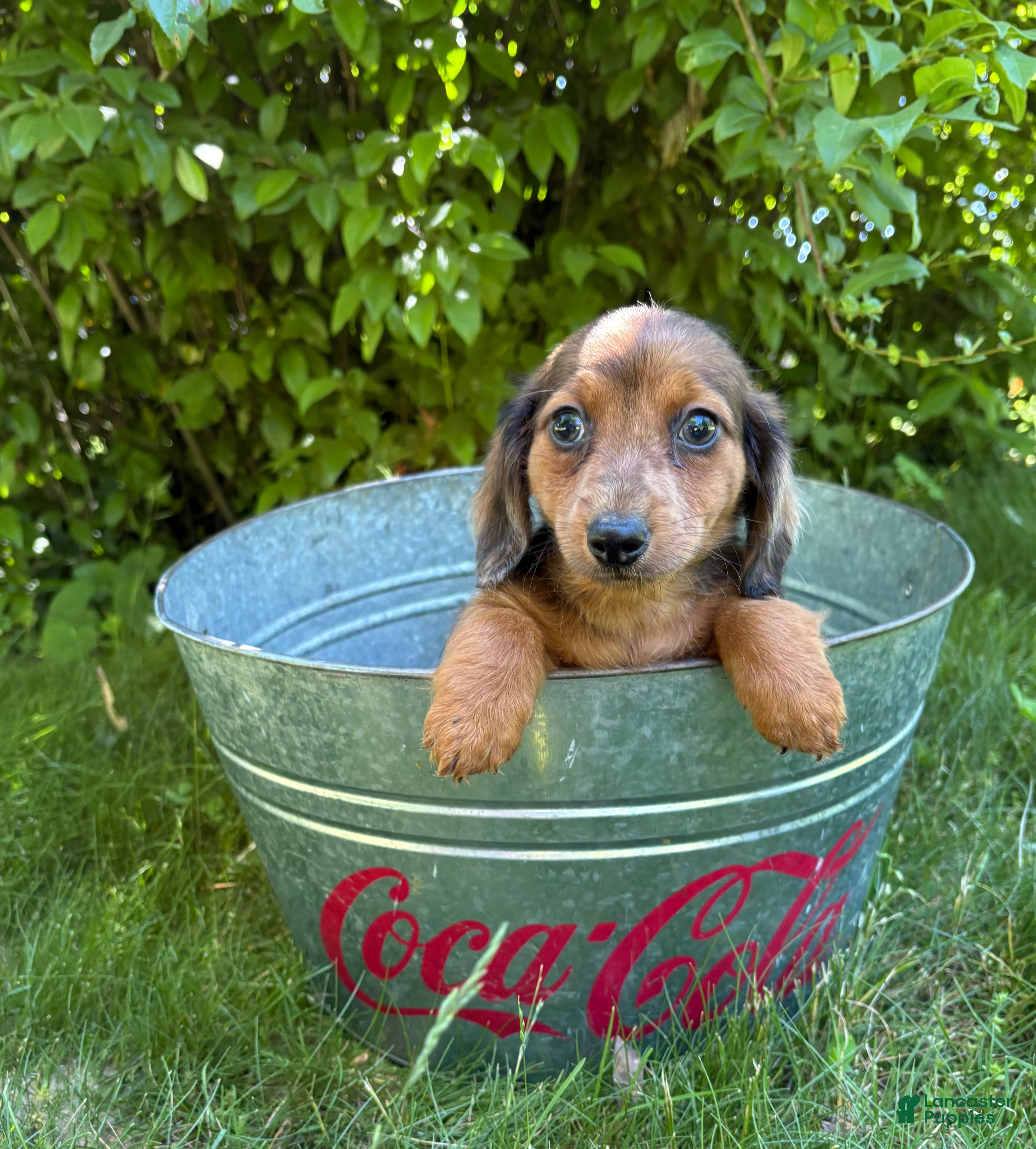 Dachshund dogs Romeo - Ad 1