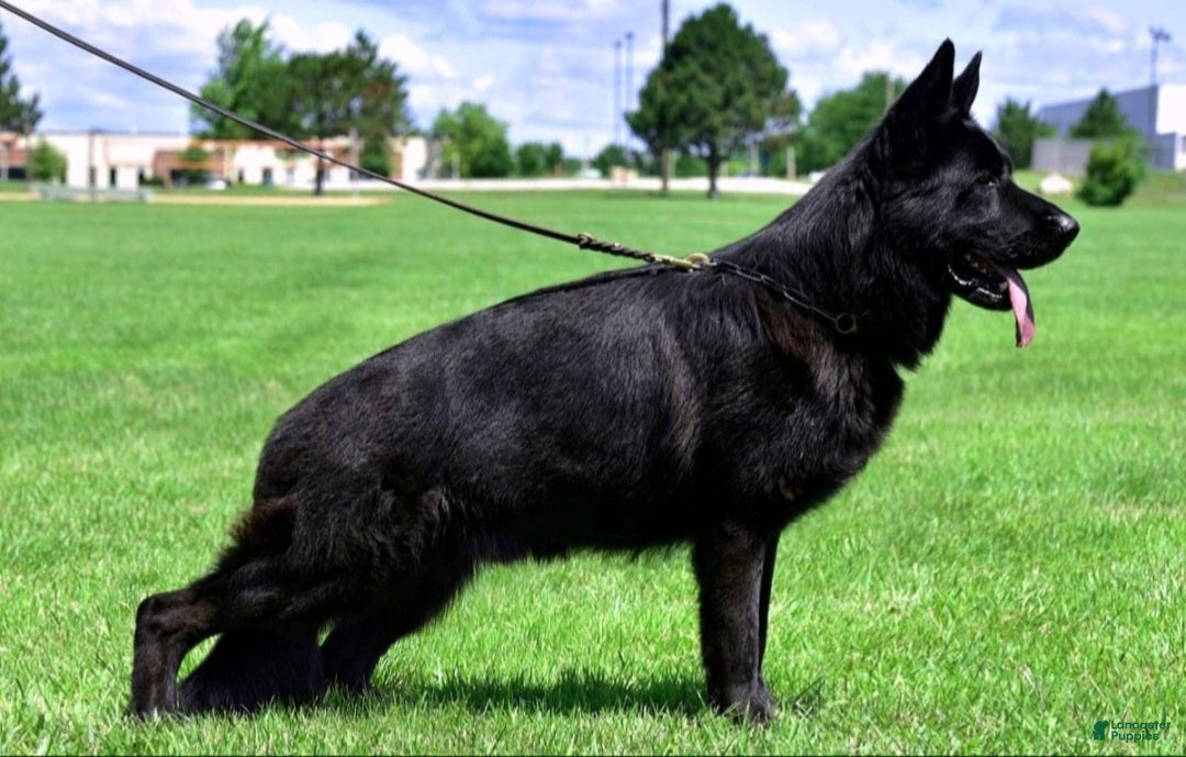 German Shepherd dogs for sale: German Shepherd Puppy 1 - Ad 4