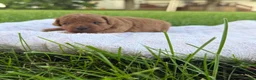 Mini Goldendoodle dogs for sale: Lollipop Mini Goldendoodle  - Ad 4