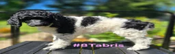 Standard Poodle dogs for sale: Tabris - Ad 3