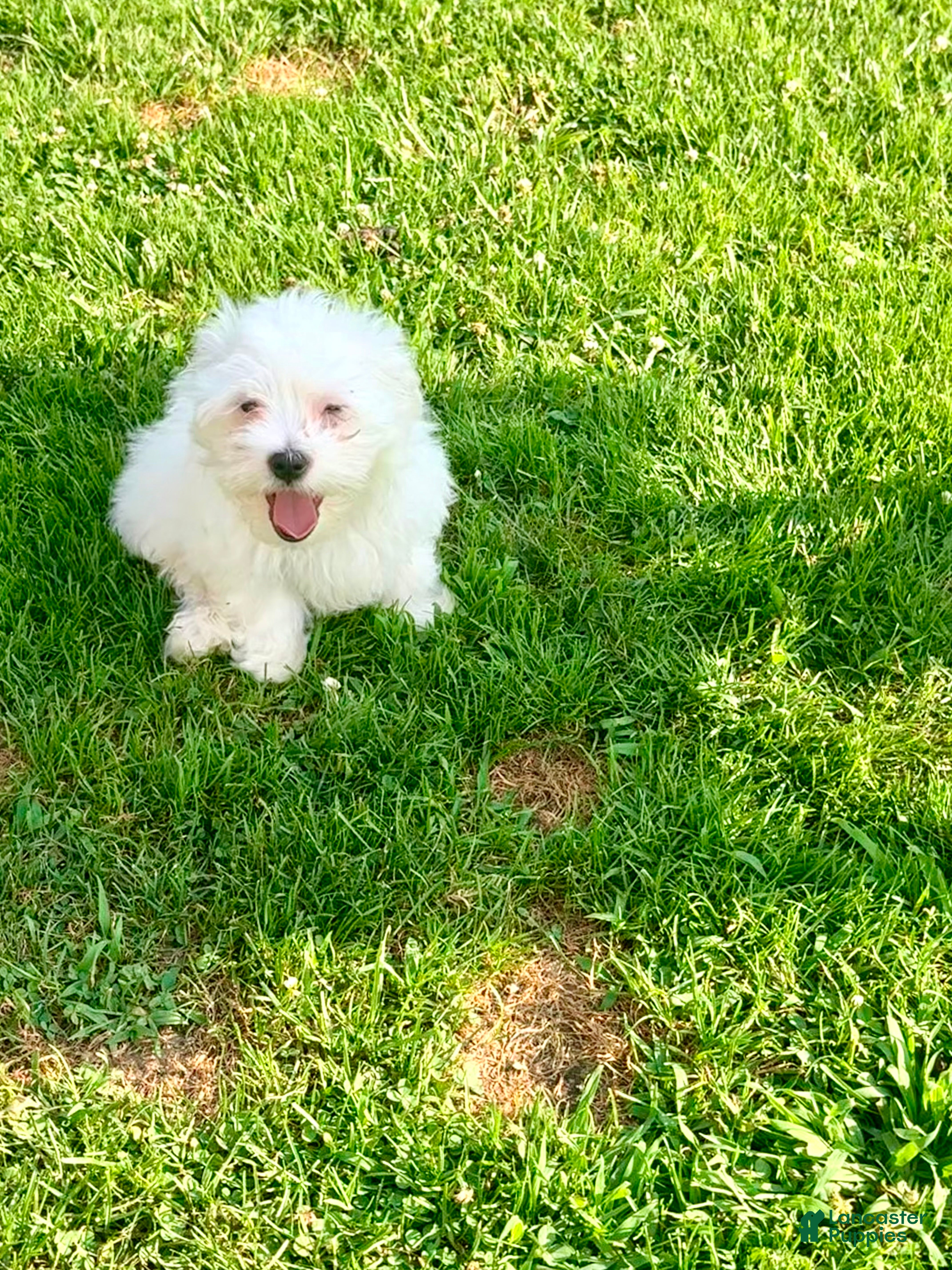 Maltese dogs Rocky - Ad 30