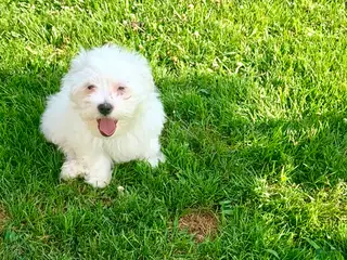 Maltese dogs Rocky - Ad 14