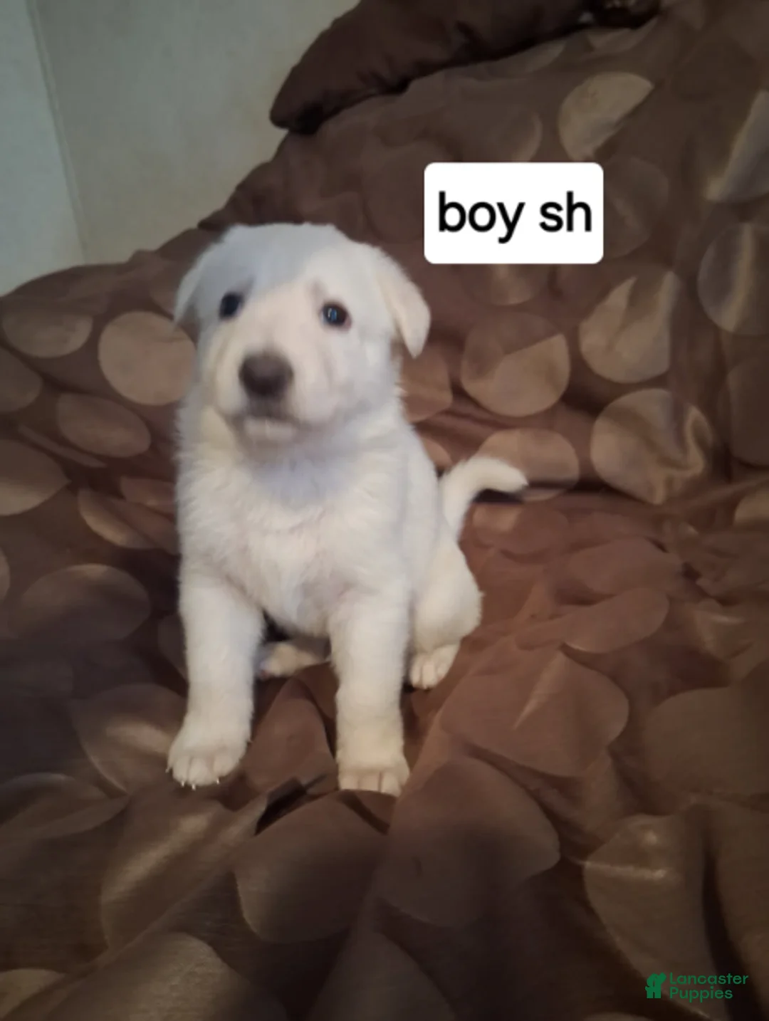 German Shepherd dogs for sale: Tiger - Ad 1