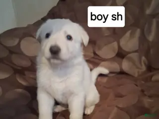 German Shepherd dogs Tiger - Ad 2