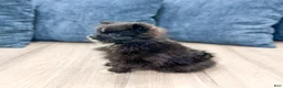 Pomeranian dogs for sale: Shadow - Ad 4
